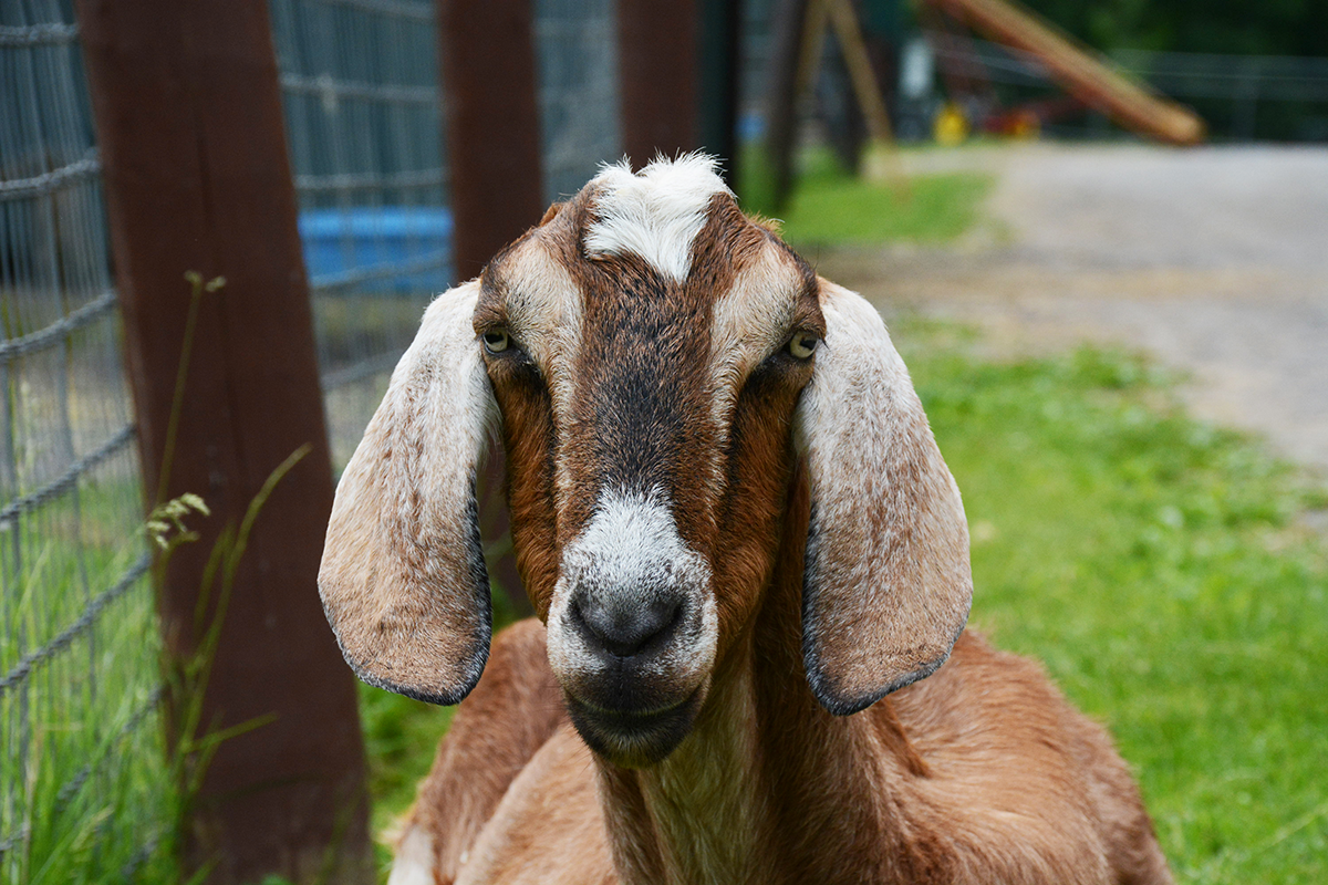 Ollie, the goat