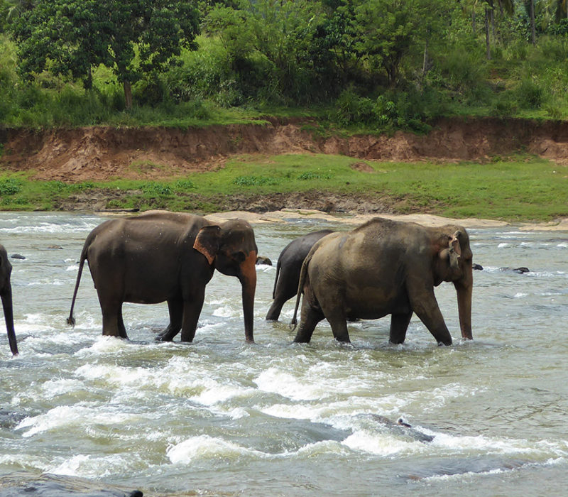 elephants at a thai animal sanctuary